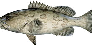 Gag Grouper illustration