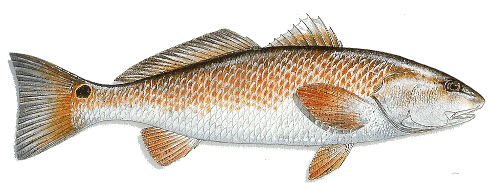 Red Drum illustration