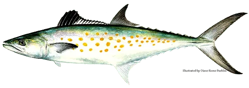 Spanish Mackeral illustration