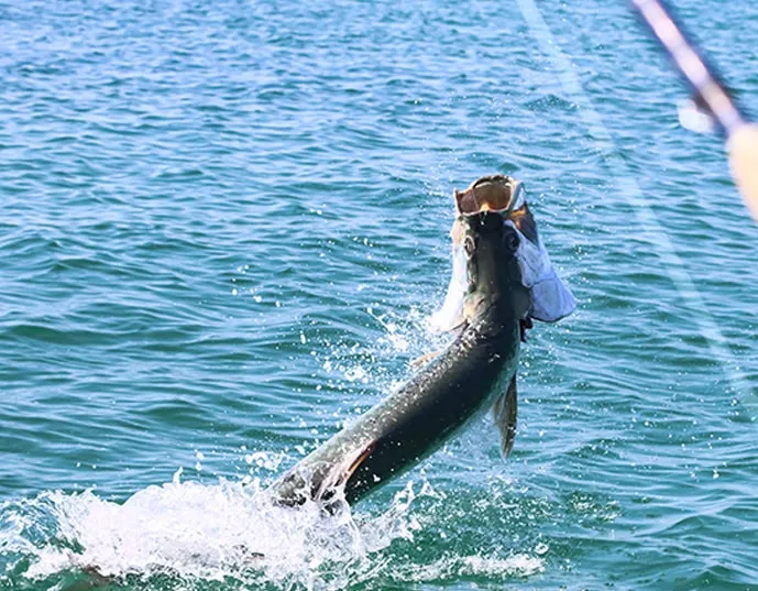 Fishing charters in Palmetto