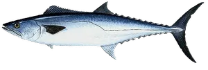 King Mackerel