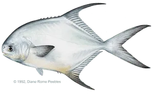 Permit