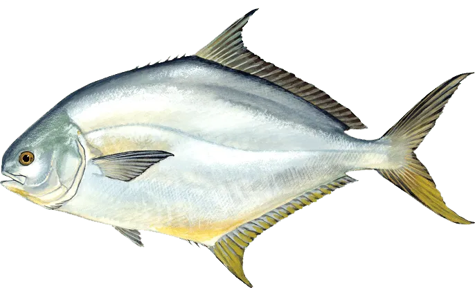 Pompano illustration