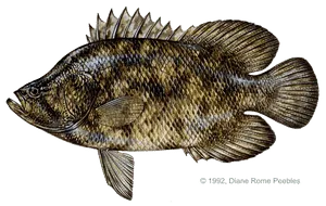 Tripletail